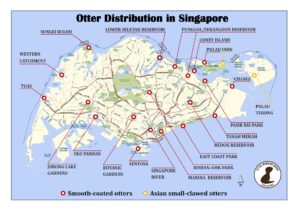 Places around Singapore where you can spot otters. Source: Otter Working Group Singapore
