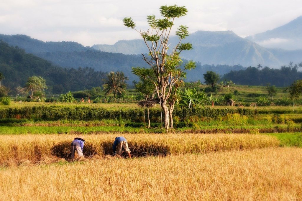 People working in a paddy field in Bali. Photo: Pixabay