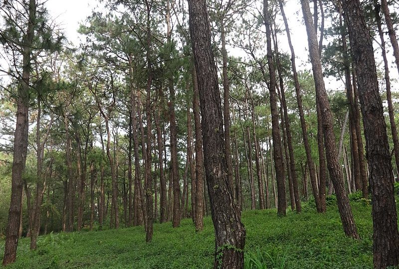 Trees in a forest park near University of the Philippines Baguio <i></noscript>Photo: Patrick Roque / Wikicommons</i>