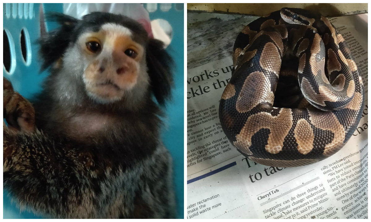 An abandoned marmoset monkey, at left, and a ball python. Photos: ACRES/Facebook