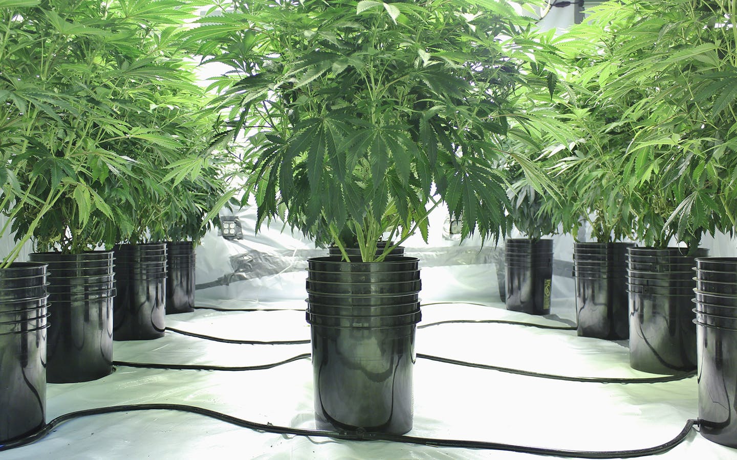 A series of potted marijuana plants. Photo: Rick Thompson
