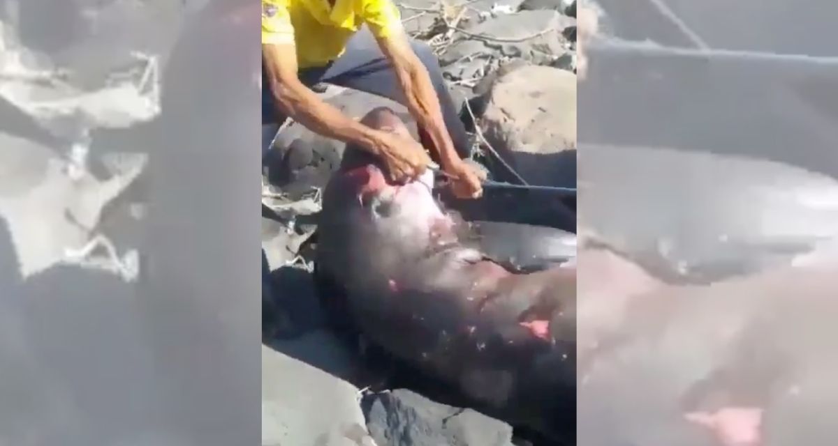 A wounded dwarf sperm whale had washed up ashore on Lembeng Beach in Bali’s Gianyar regency last week. Screenshot: Instagram