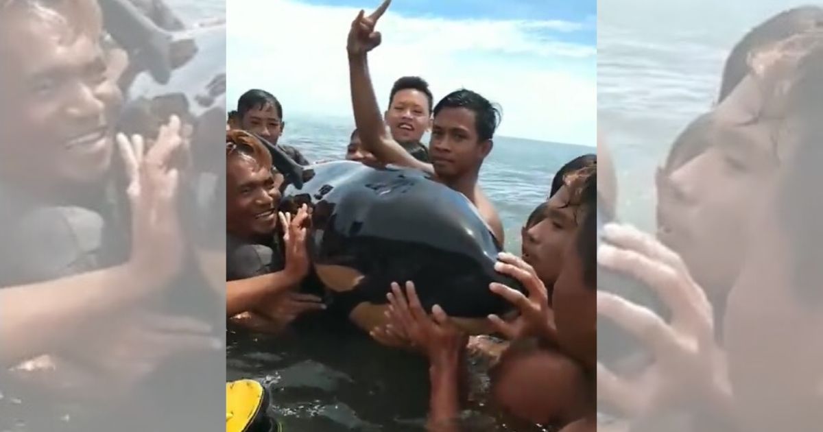 Residents of Inobonto village in Bolaang Mongondow regency, North Sulawesi, recently filmed themselves casually petting a baby killer whale ⁠— which they mistook for a harmless dolphin. Screenshot from Facebook/Meiva Pontoh
