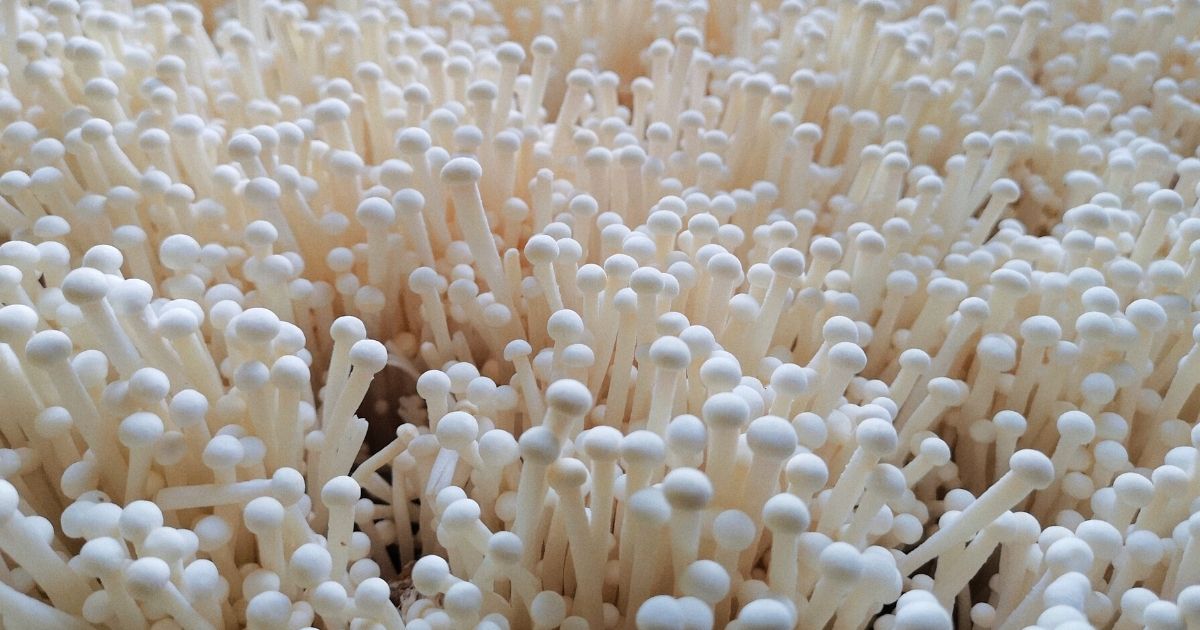 Enoki mushrooms. Photo by en siang tan from Pexels