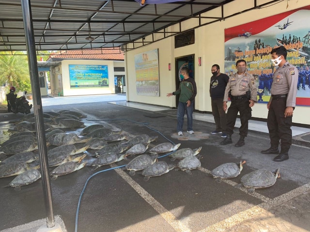Police seized a total of 36 green sea turtles, which are now under the care of the Natural Resources Conservation Agency (BKSDA) in Denpasar for the time being. Photo: Istimewa via Kumparan