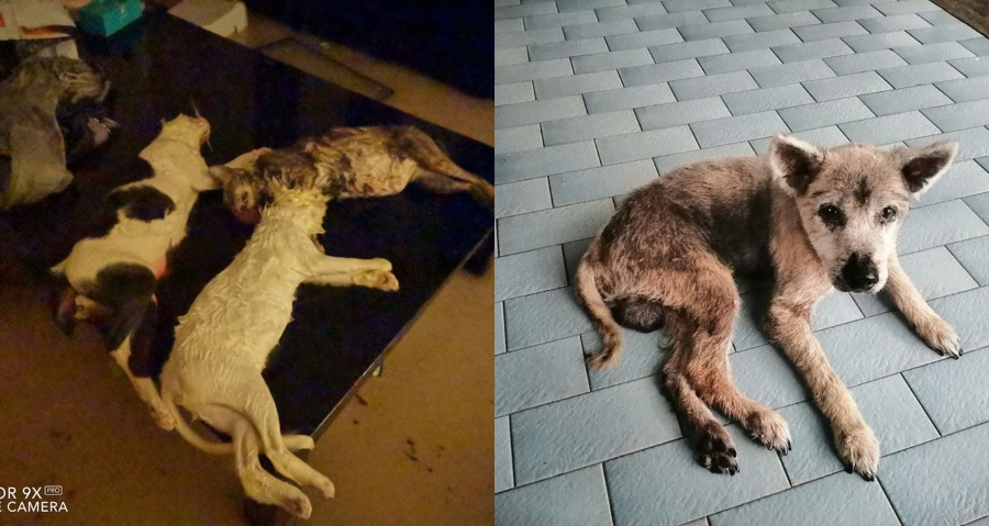 Four cats drowned in the flood (left) and the dog that went missing (right). Photos: Asrol Adizar
