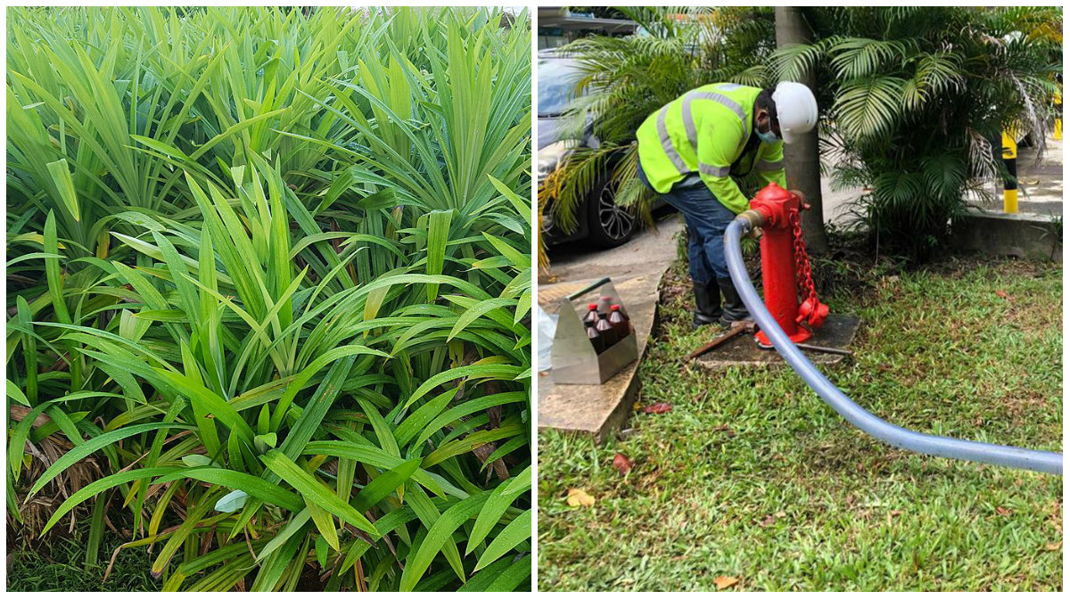 File photo of pandan leaves growing in Singapore (left) and a worker flushing out water. Photos: Mokkie/PUB
