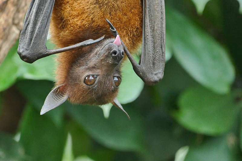 Bats are considered a high-risk species for emerging diseases. Photo: Freeland