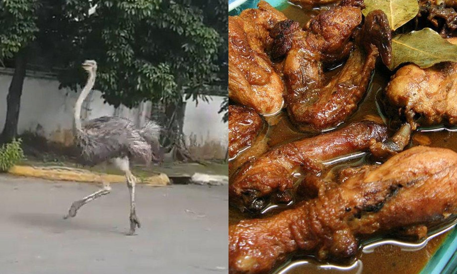 <i></noscript>Photo: Ostrich screengrab from video, Philippine Chicken Adobo / Wikicommons</i>