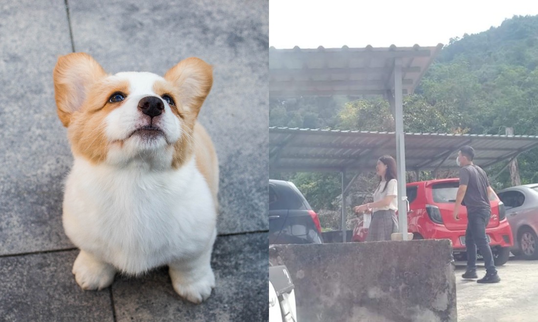 File photo of a corgi (left) and a photo of the couple in the Penang Hill that went viral. Photos: Glenn, Azwin Izmazura /Facebook
