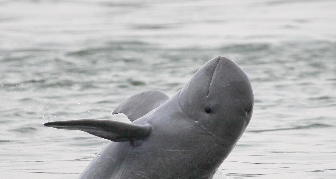 An Irrawaddy dolphin breaches in the Mekong River. Photo: WWF