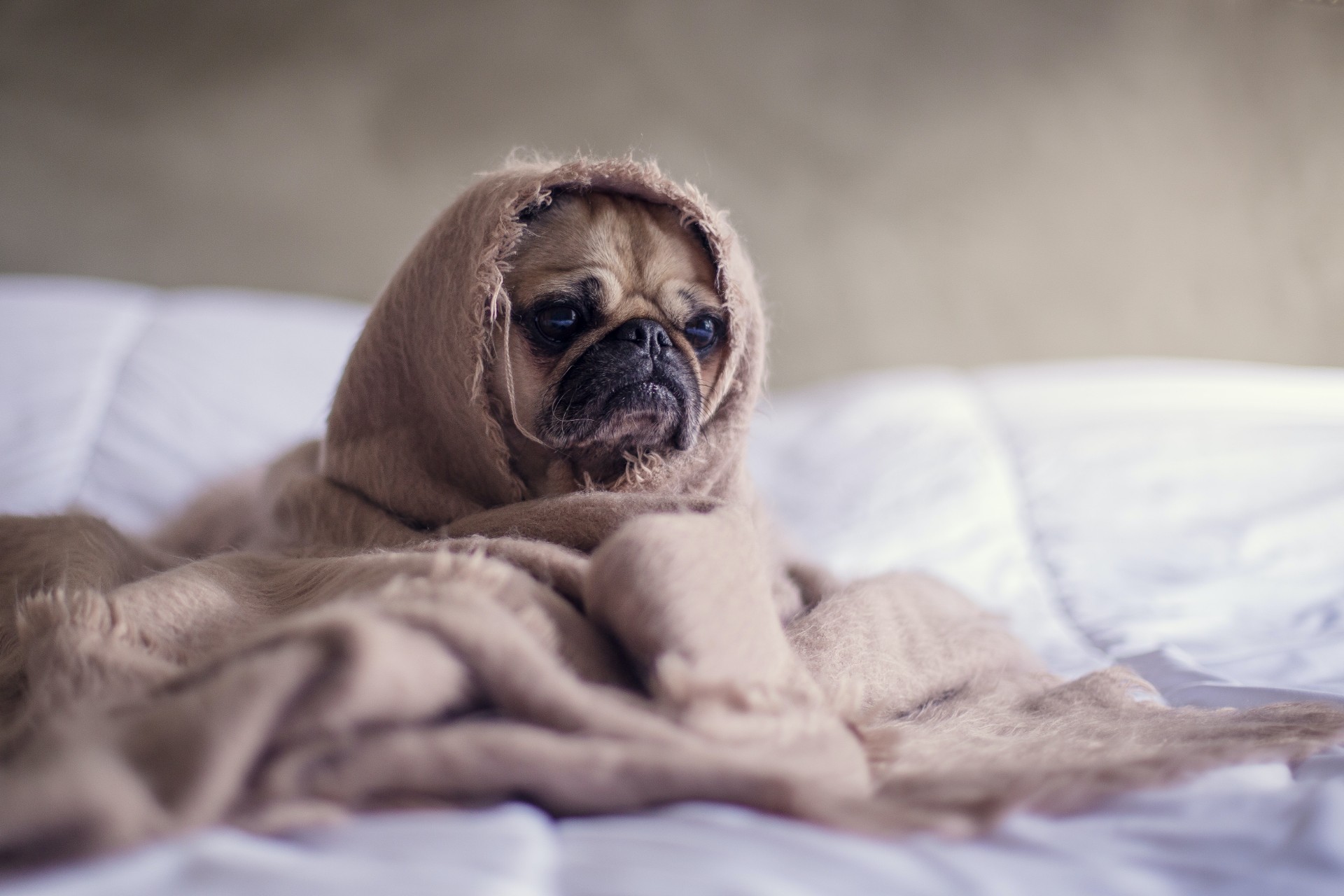 Sad pug is sad. Why? Maybe he lives in Singapore. Photo: Matthew Henry
