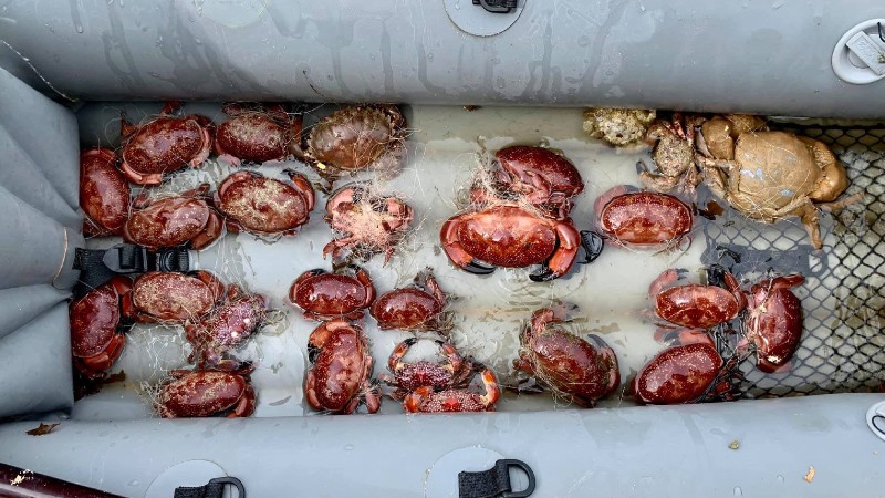 A bunch of tangled crabs. Photo: Kayakasia/Facebook
