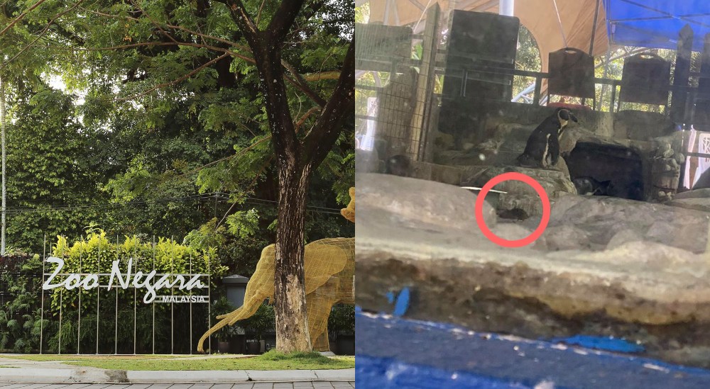 The entrance of Zoo Negara (left) and a photo showing a rat in the penguin enclosure. Photos: Zoo Negara Malaysia and Li Junhao /Facebook
