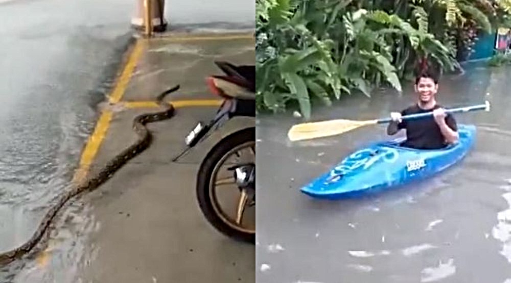 Snake slithers near a parking lot , at left, and a man kayaking. Photos: Kevinkoosk, Nabilirsyad16 /Twitter
