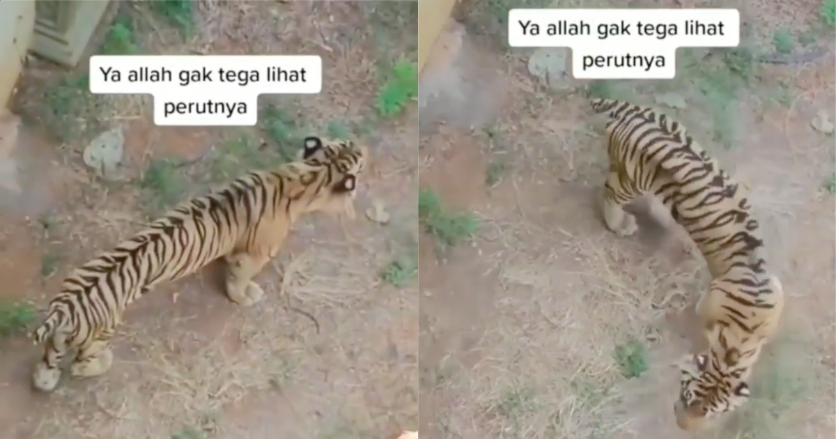 A video of the skinny tiger made its rounds on social media since yesterday, quickly prompting netizens to question Maharani Zoo’s management. Screenshot from the video