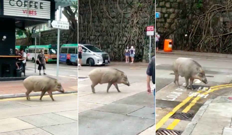 Wild boar strolls through Kennedy Town on Sept. 9, 2020. Screenshots via Winstons Coffee