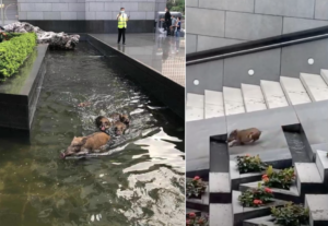 Wild boars take a day trip to a fountain outside the Bank of China tower in Central on Sept. 24, 2020. Photo via Facebook