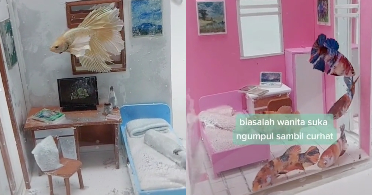 While we’re all staying at home (mostly in our rooms) to help curb the spread of the coronavirus, some betta fish are doing the same, as seen in hugely viral TikTok videos by user @fishkinianofficial. Screenshot from TikTok/@fishkinianofficial
