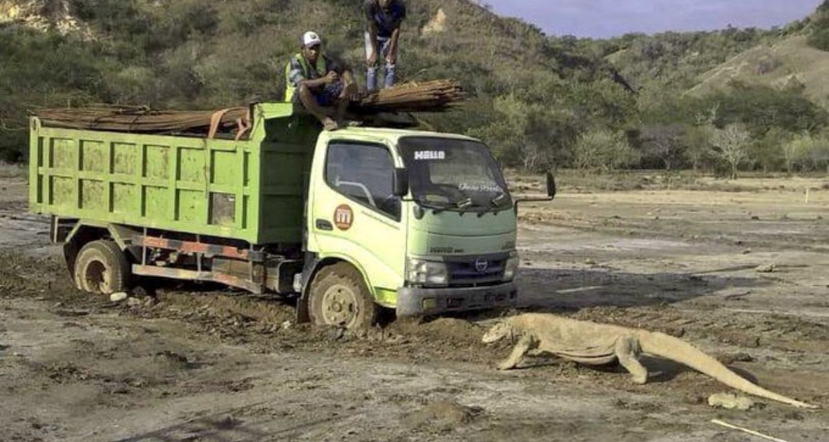 The “standoff” photo between a komodo dragon and a truck that went viral over the weekend. Photo: Istimewa