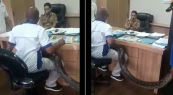 Indonesian man brings hyge python as he angrily demands a construction deal from a public official. Photo: Video screengrab