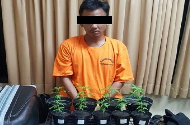 Police seized nine pots of cannabis plant in Ubud.  Photo: Istimewa via Berita Bali
