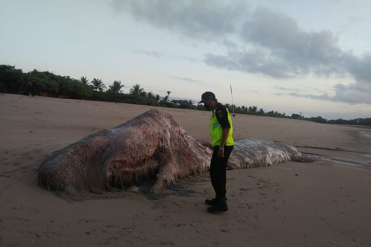 The sperm whale carcass found on Mengiat Beach was the second one last week, officials in Bali said. Photo: Istimewa via Kompas