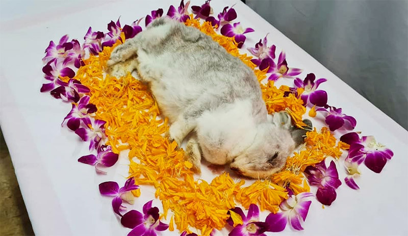The rabbit surrounded by flower petals at its funeral. Photos: Yishun Cat Patrol/Facebook
