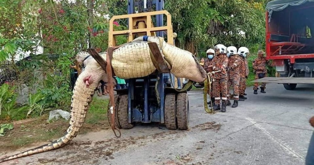Firemen use a forklift Wednesday to move a very obese crocodile rescued from a drain in Sarawak. Photo: Fire & Rescue Department of Malaysia/Facebook
