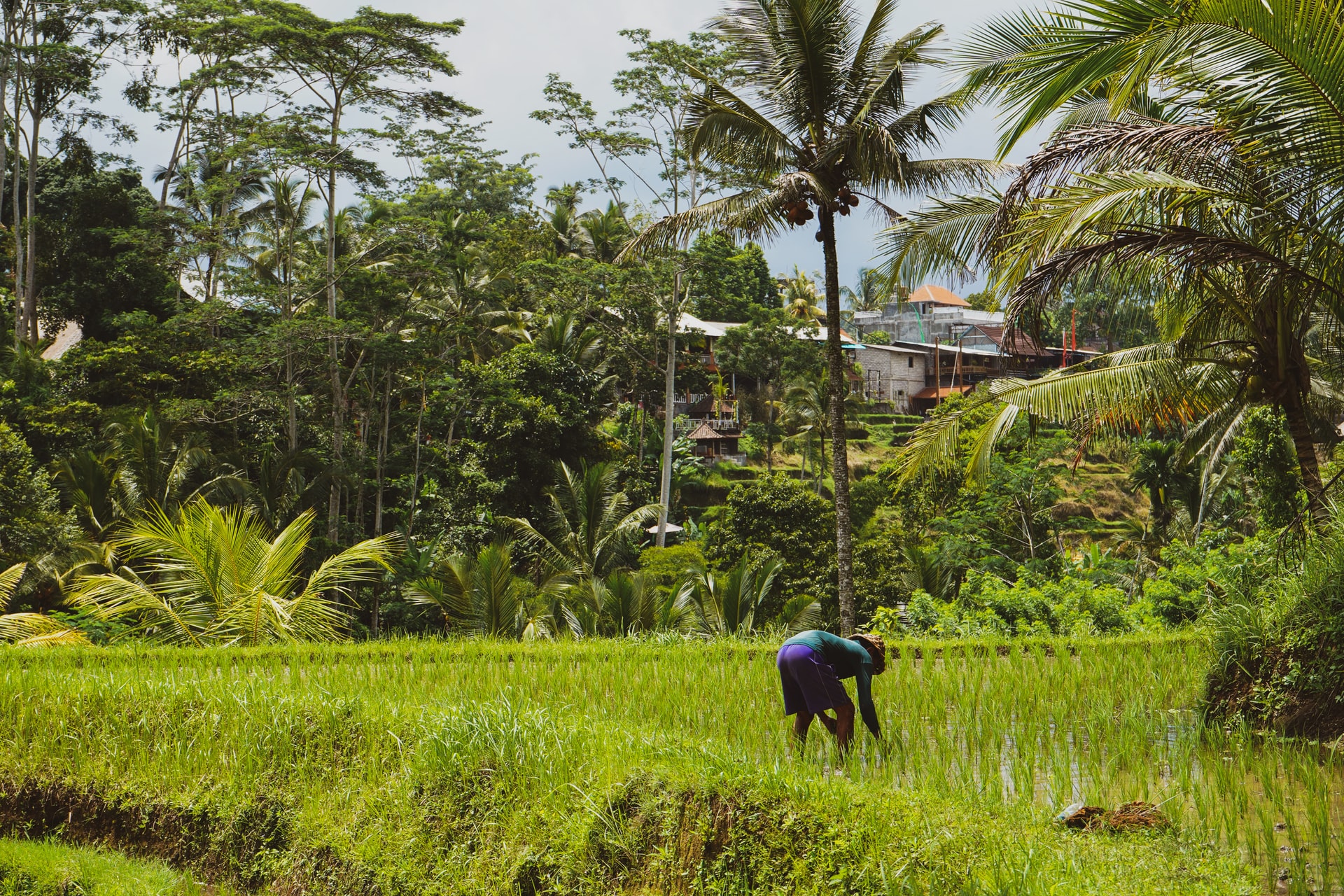 A scene from a rice field in Bali. Photo: Unsplash