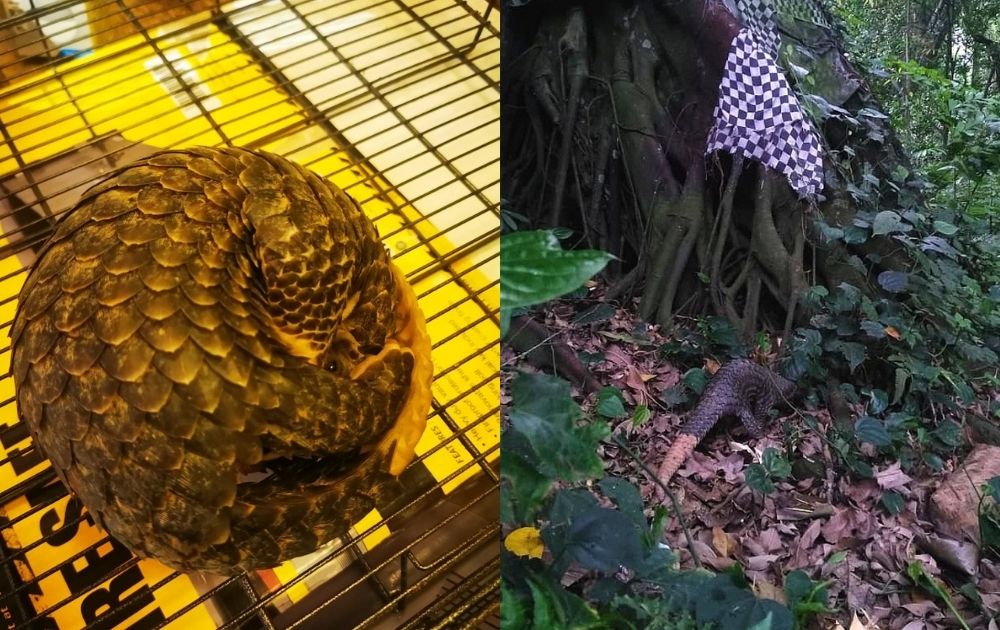 Pangolins are believed to be the most-trafficked mammal in the world. Photos: Lisa Thompson/Coconuts Media