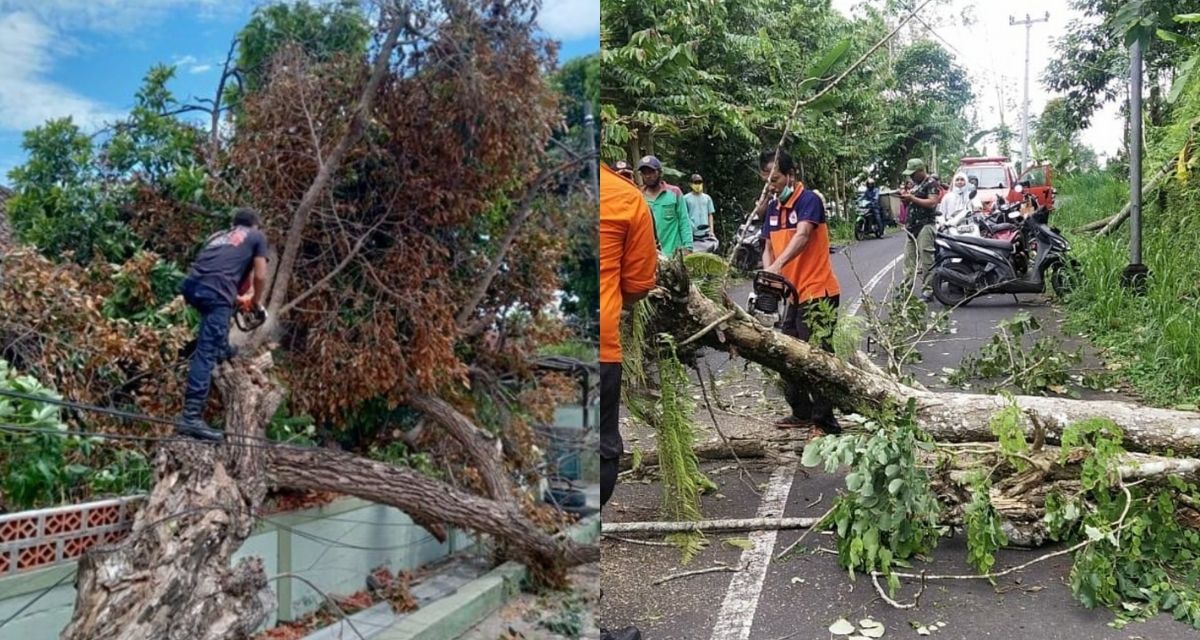A number of trees reportedly fell due to strong winds on Monday. Photos: Regional Disaster Management Agency (BPBD)