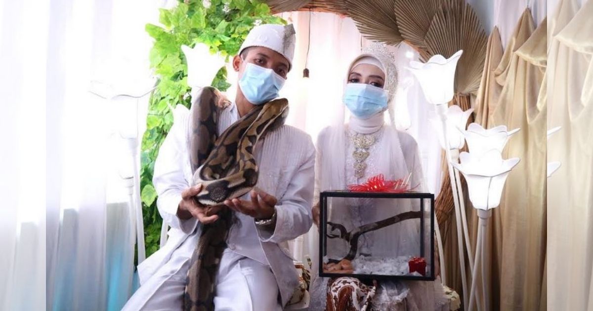 The groom, Sigit Agus Setiawan, reportedly met his wife, Tiara Puspita Dewi, through a community of reptile lovers. Sigit then gave Tiara an albino and an amethystine python that are 1 meter each in length as dowry. Photo: Handout Sigit & Tiara