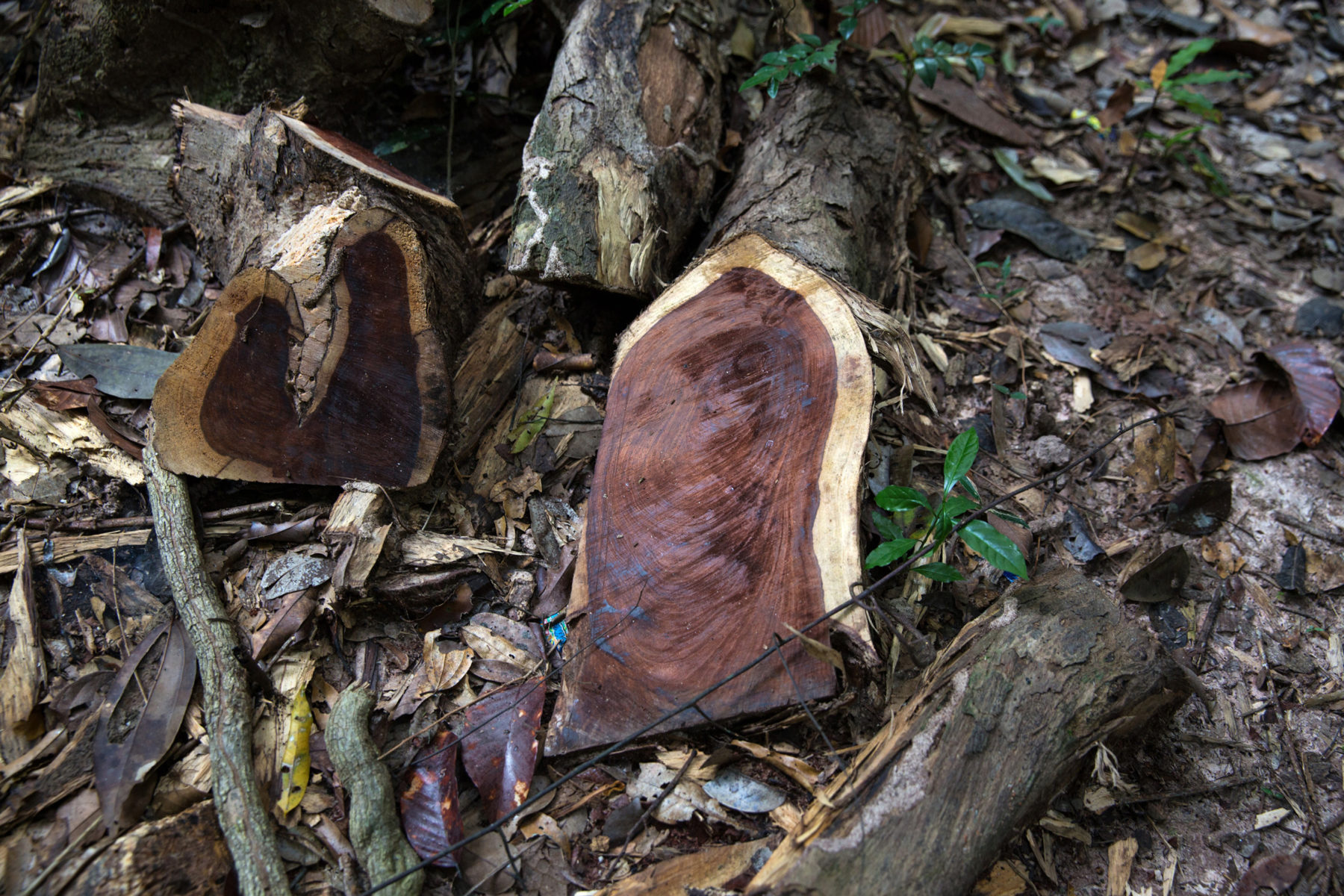 Branches of an illegally logged Siamese rosewood tree left behind by poachers in the Ta Phraya National Park (Image: Luke Duggleby)