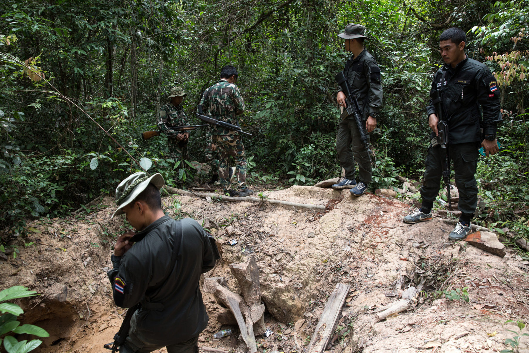 Forest rangers working with the Thai border police discover the site of a felled rosewood. The wood has such value that even the roots have been dug out. (Image: Luke Duggleby)