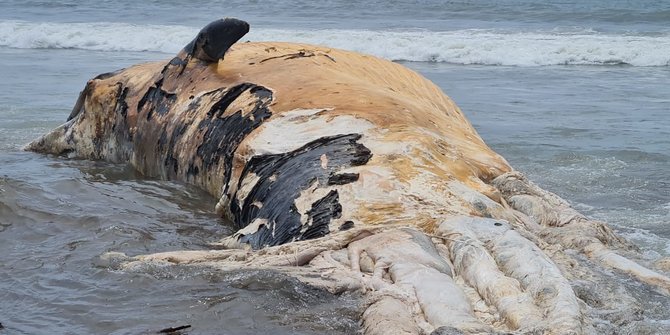 The dead whale was nearly 14 meters long, local authorities said. Photo: Istimewa via Merdeka
