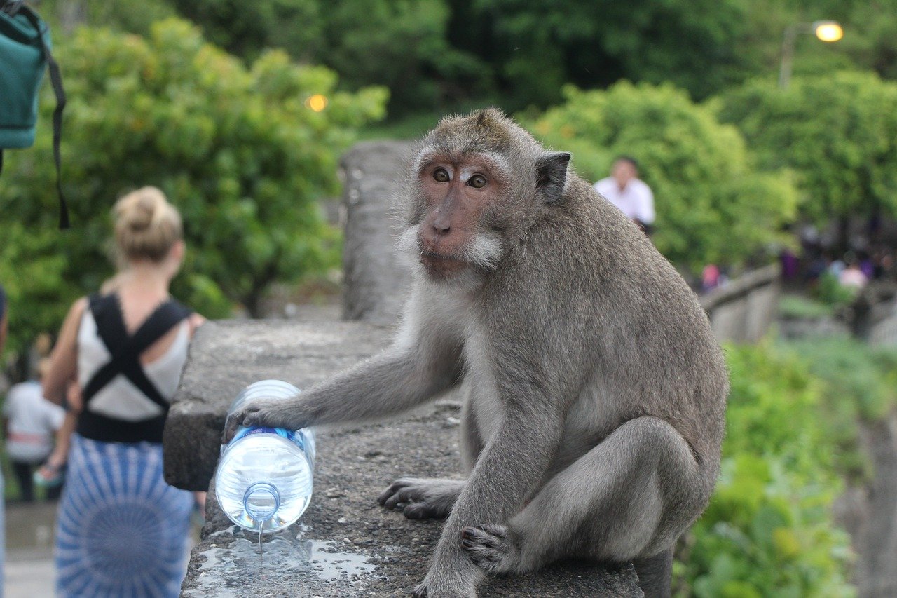 File photo of a monkey at Uluwatu temple in Bali. Photo: Pixabay