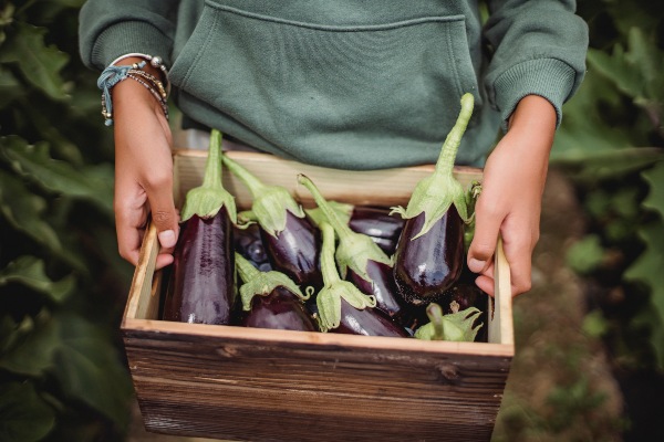 A woman holding a wooden container of freshly-picked brinjal. Photo: Zen Chung
