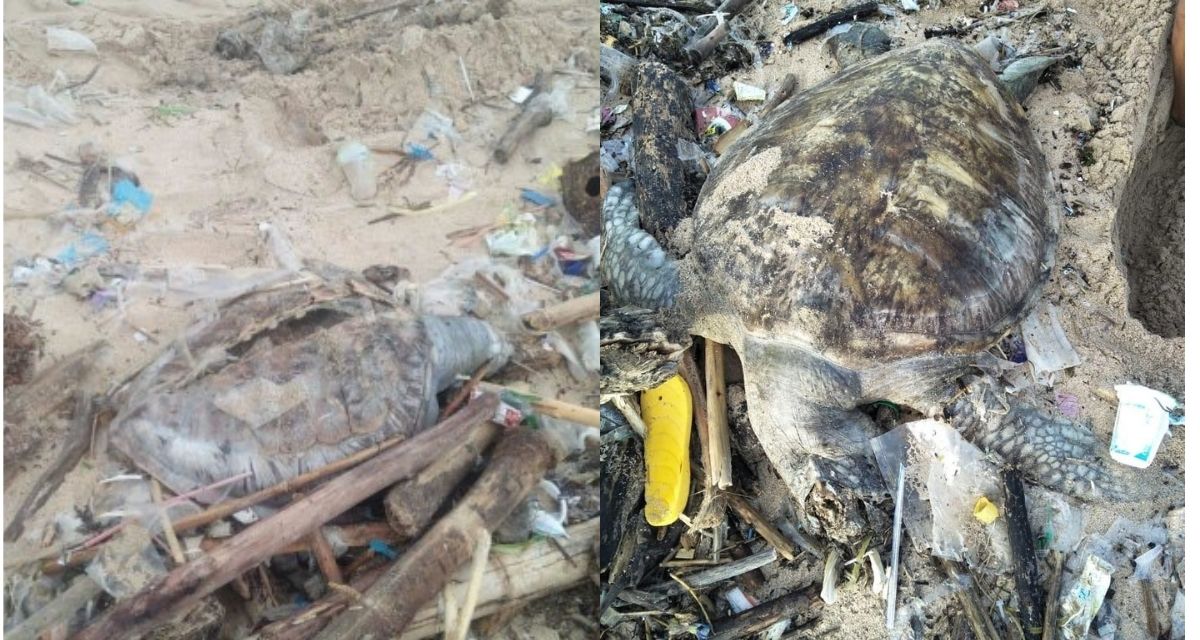 At least four sea turtles have been found dead amid piles of rubbish on Bali beaches in recent months. Photos: Istimewa