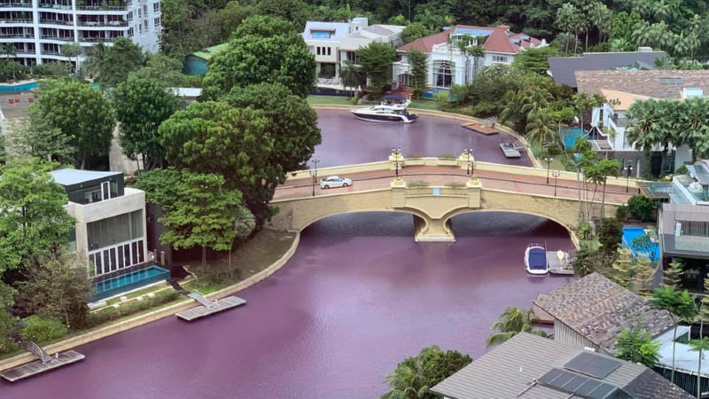 A scenic canal had become a pink swamp as of Tuesday in the southern part of Sentosa Cove. Photo: The Heron of the Green Barrels/Facebook
