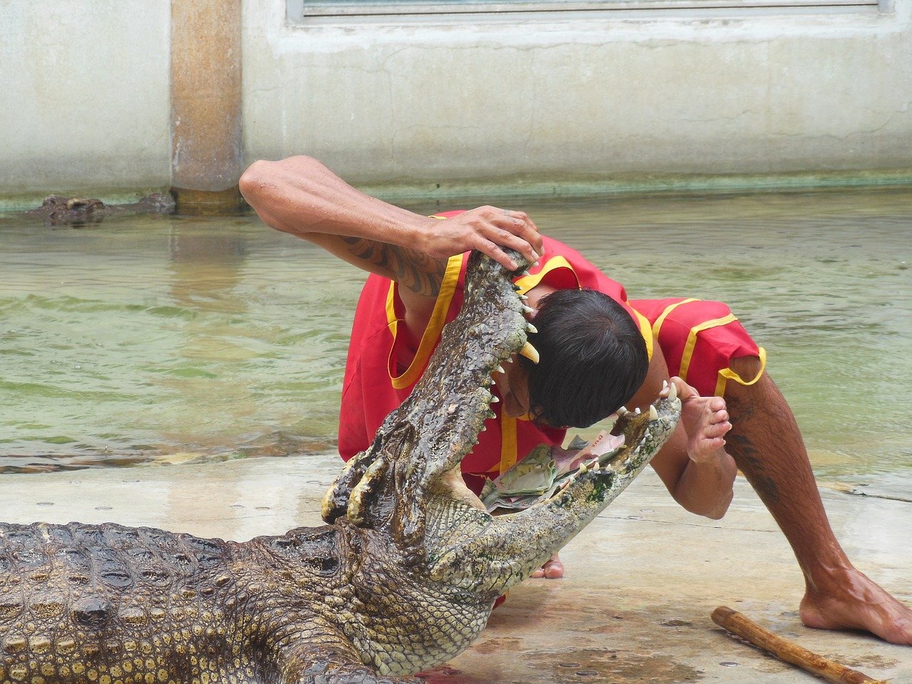 A performer puts his head into a crocodile’s mouth at the Samutprakarn Crocodile Farm and Zoo in a file photo. 
