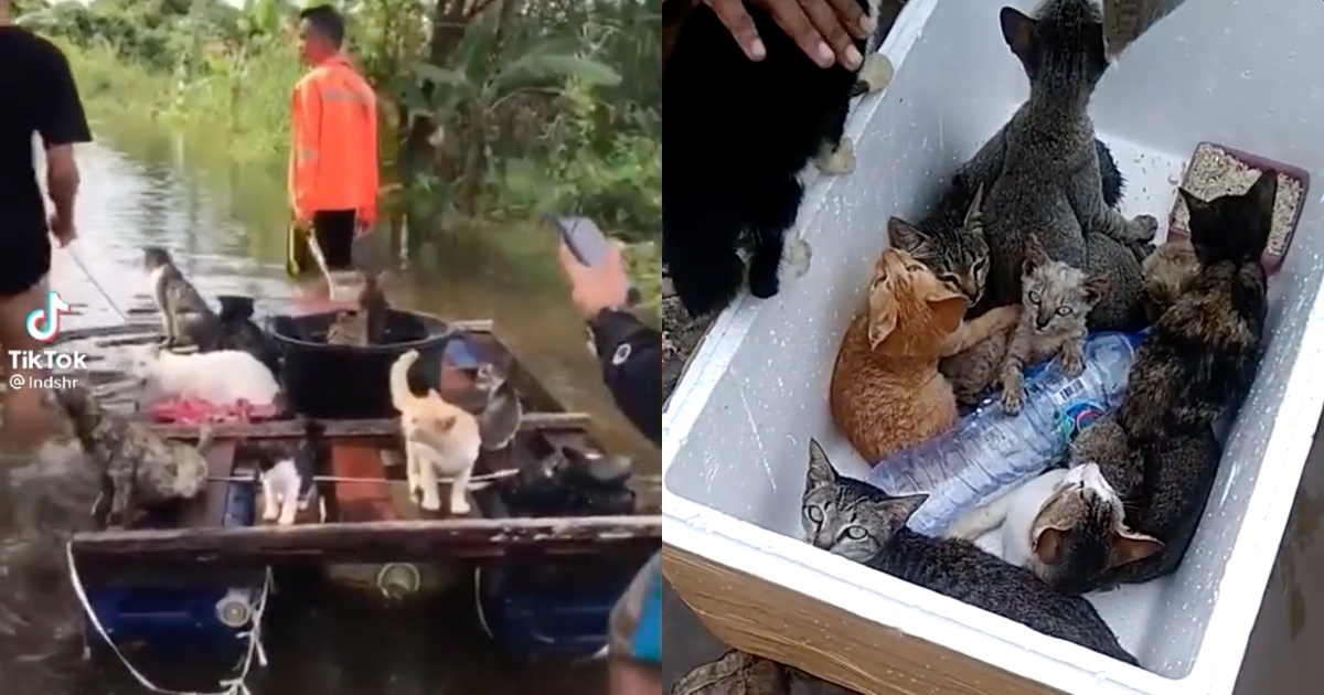 The huge flood that hit South Kalimantan province earlier this month has affected both humans and animals, and thankfully a group of cat lovers took the initiative to rescue felines trapped among the water. Screenshot from TikTok/@Indshr