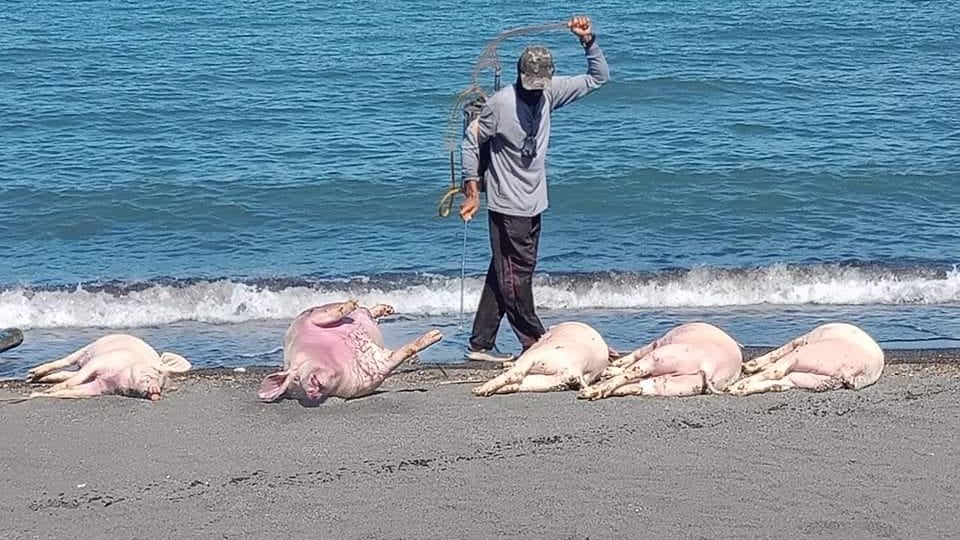 The dead pigs found in Oriental Mindoro. Photo from provincial government