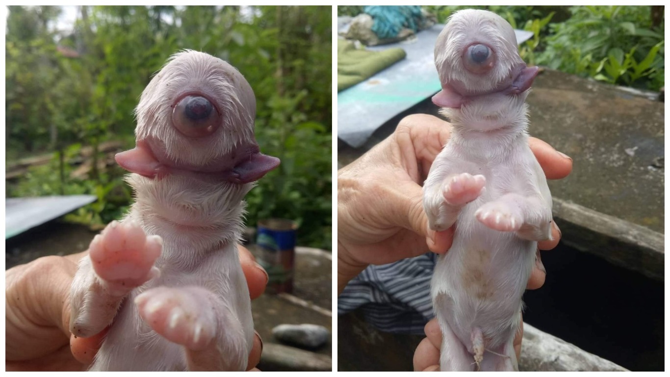 One-eyed puppy Cyclops, before he died. Photo: Amie de Martin/FB