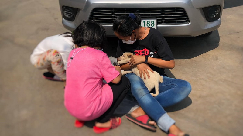 Cream-colored girl pup ‘Chokdee’ just after her rescue from under a vehicle parked outside a Petchaburi coffee house. Photo: Boonnum Jamroenpongratsamee
