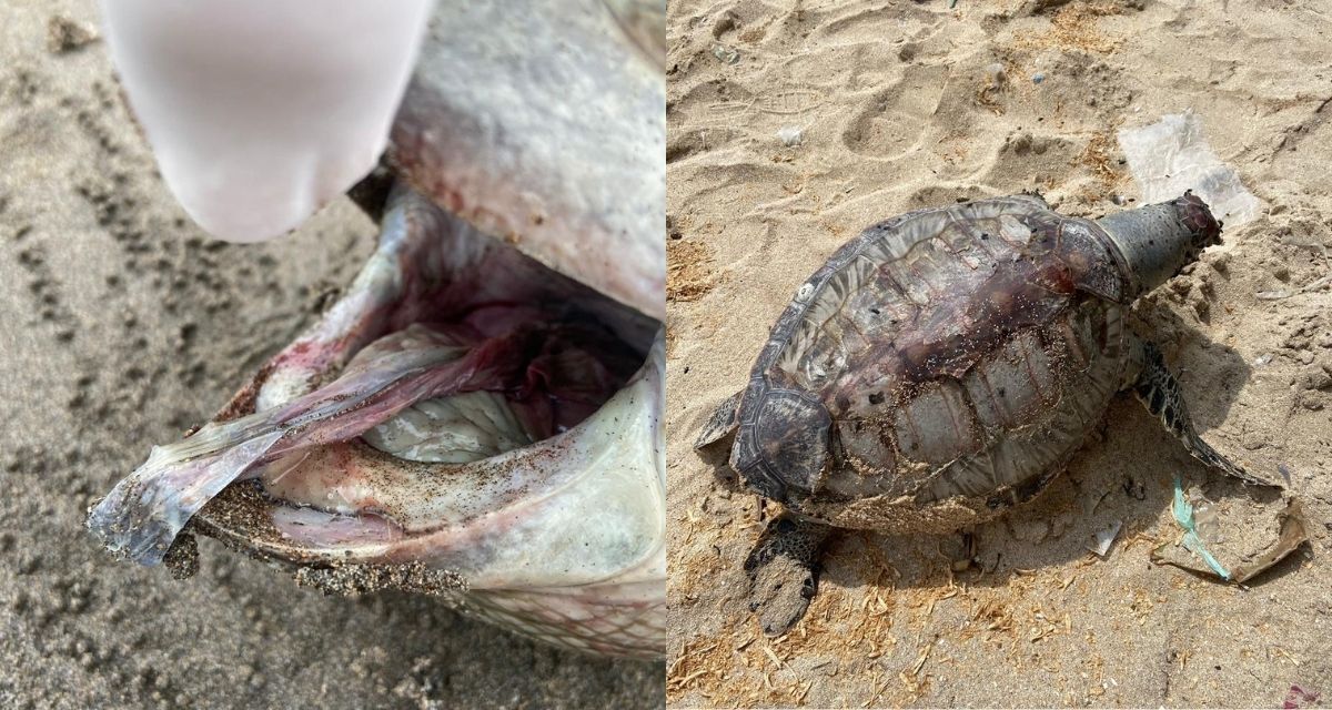 People can reach out to Westerlaken Foundation or Yayasan Bali Bersih to report a stranding in Bali. Photos courtesy of Westerlaken Foundation. 