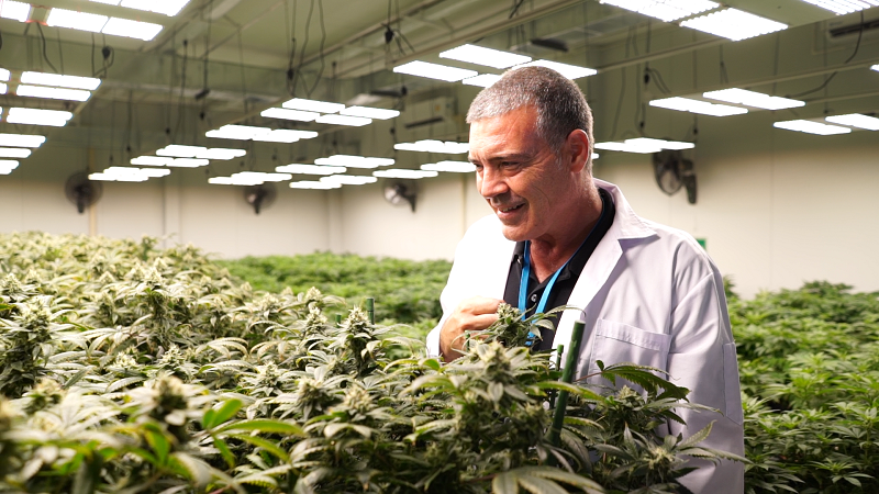 Jaime Carrion, cannabis grower for Golden Triangle Group. Photo: Golden Triangle Group / Courtesy 