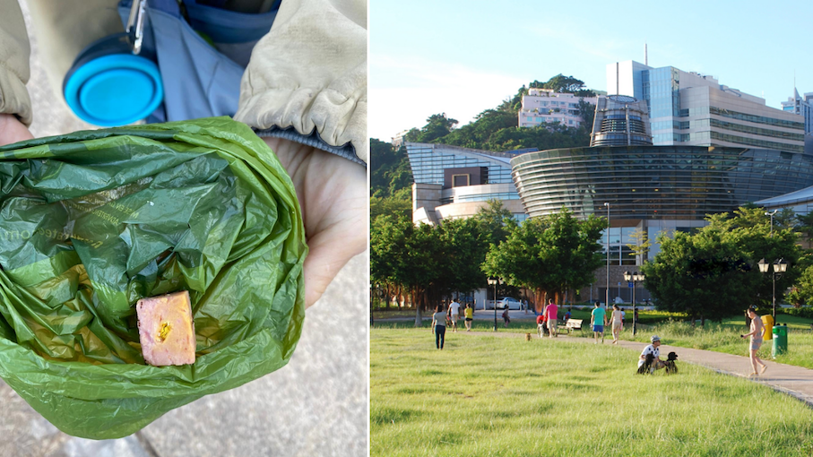 The dogs are believed to have ingested a luncheon meat-resembling block laced with poison at Cyberport, Hong Kong. Photo: SPCA (left) and Hong Kong Cyberport Management Company (right)
