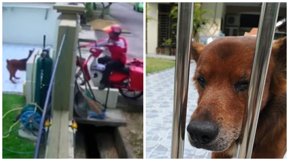 Scene of dog abuse, at left, and photo injured dog, at right. Photos: Malaysia Independent Animal Rescue/Facebook
