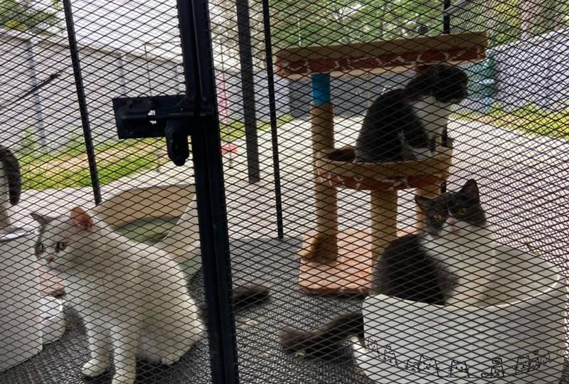 Six foreign cats were found abandoned today at the house of an accused drug ring leader’s wife in Rayong’s Klaeng district. Photo: Thai PBS
